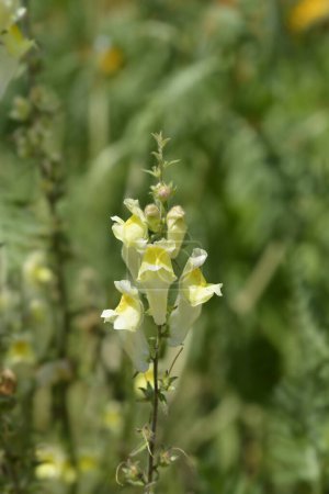 Photo for Spanish Snapdragon flowers - Latin name - Antirrhinum braun-blanquetii - Royalty Free Image