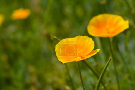 Golden poppy flower - Latin name - Eschscholzia californica