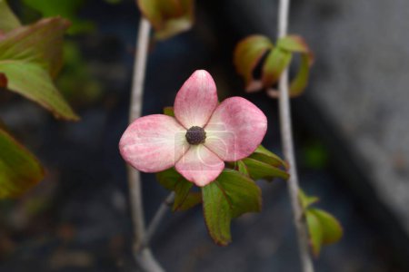 Flowering dogwood branch with pink flower - Latin name - Cornus kousa Satomi