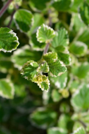 Swedish ivy Marginatus leaves - Latin name - Plectranthus forsteri Marginatus