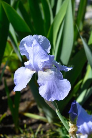 Close up of a Tall bearded iris Jane Phillips flower- Latin name - Iris barbata elatior Jane Phillips