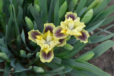 Téléchargez les photos : Nain standard Iris fleurs jaunes et violettes - Nom latin - Iris Calamus - en image libre de droit