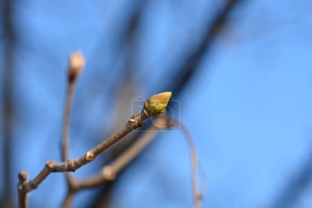 Common sycamore branch with bud - Latin name - Acer pseudoplatanus