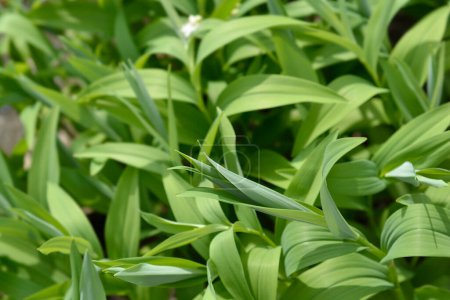 Star flowered lily of the valley leaves - Latin name - Maianthemum stellatum