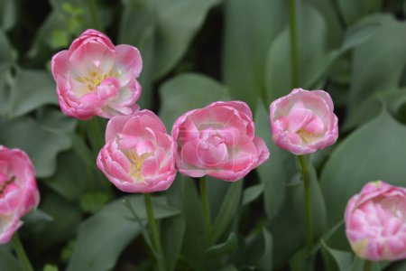 Double Late Tulip Upstar flowers - Latin name - Tulipa Upstar