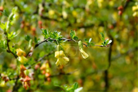 Téléchargez les photos : Fleurs d'arbuste de pois chinois - Nom latin - Caragana sinica - en image libre de droit