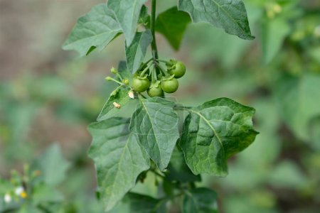 Europäische schwarze Nachtschattenfrucht - lateinischer Name - Solanum nigrum