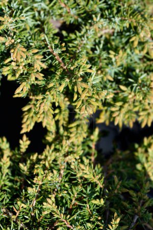 Wacholder Grüner Teppich - lateinischer Name - Juniperus communis Grüner Teppich