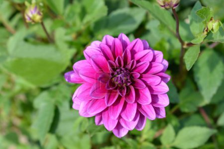 Pink Dahlia flower - Latin name - Dahlia hybrids
