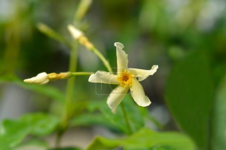 Star jasmine pale yellow flower - Latin name - Trachelospermum jasminoides Star of Toscana