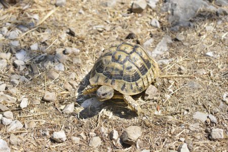 Eine Hermanns-Schildkröte läuft auf trockenem Gras und Steinen