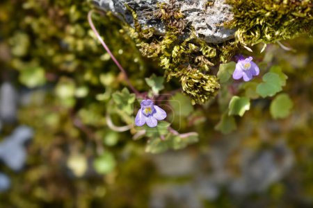 Foto de Kenilworth Ivy flores pequeñas - Nombre latino - Cymbalaria muralis - Imagen libre de derechos