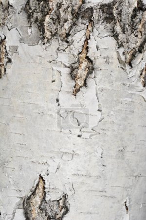 Detail der Birkenrinde - lateinischer Name - Betula pendula