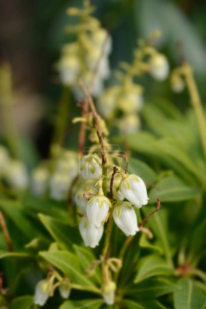 Pieris japonais fleurs blanches - Nom latin - Pieris japonica Pureté