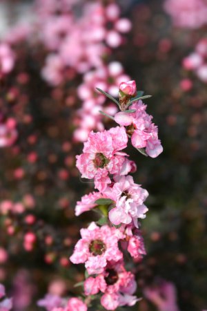 Photo for Tea Tree cultivar double pink flowers - Latin name - Leptospermum scoparium - Royalty Free Image