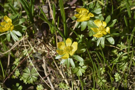 Invierno aconito flores amarillas - Nombre latino - Eranthis hyemalis
