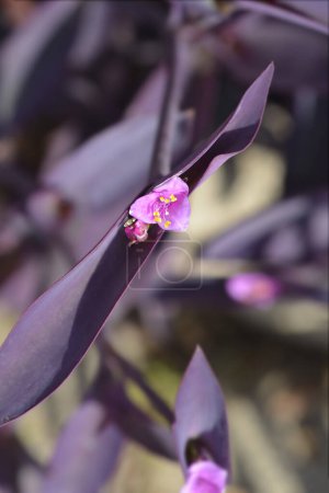 Purple heart flower - Latin name - Tradescantia pallida