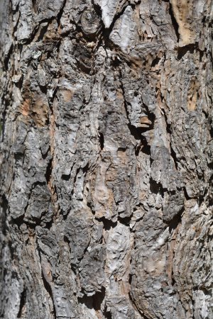 Italian stone pine bark detail - Latin name - Pinus pinea