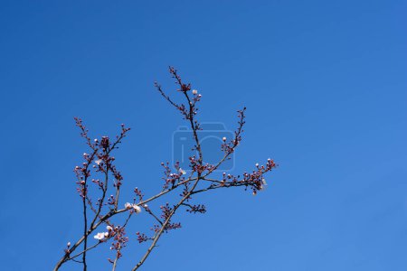 Black Cherry Plum branches with flowers - Latin name - Prunus cerasifera Nigra