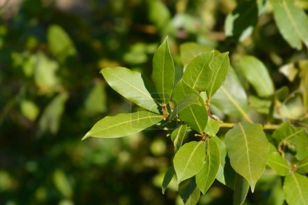 Rama de laurel con hojas - Nombre latino - Laurus nobilis