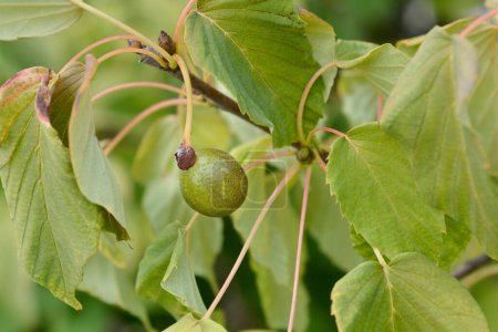 Pañuelo rama de árbol con fruta - Nombre latino - Davidia involucrata var. Vilmoriniana