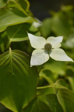Blühender Hartriegelzweig mit Blume - lateinischer Name - Cornus kousa