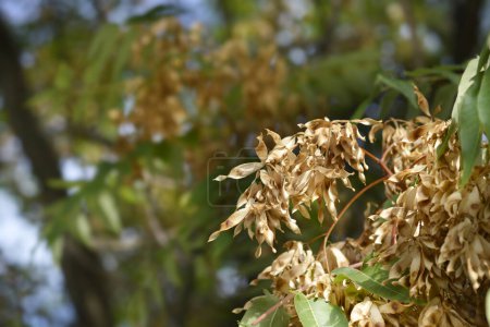 Árbol del cielo ramas con semillas - Nombre latino - Ailanthus altissima