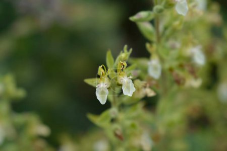 Photo for Yellow germander flowers - Latin name - Teucrium flavum - Royalty Free Image