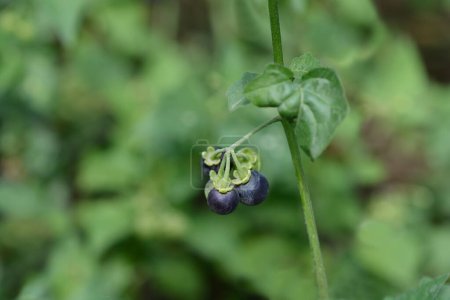 Europäische schwarze Nachtschattenfrucht - lateinischer Name - Solanum nigrum