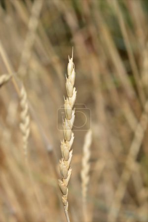 Dinkel wheat in the field - Latin name - Triticum spelta