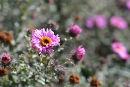 New England aster Rosa Blume - lateinischer Name - Symphyotrichum novae-angliae Barrs Pink