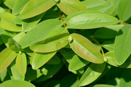 Aarones rama de barba con capullo de flores y hojas verdes - Nombre latino - Hypericum calycinum