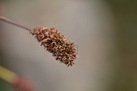 Great burnet seed head - Latin name - Sanguisorba officinalis