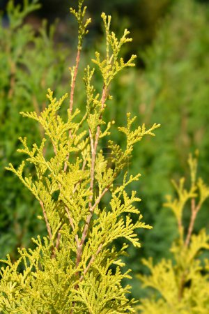 Amber Gold Arborvitae branches - Latin name - Thuja occidentalis Jantar