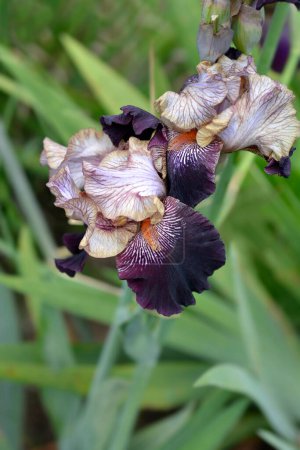 Tall bearded iris flower - Latin name - Iris barbata elatior Action Packed