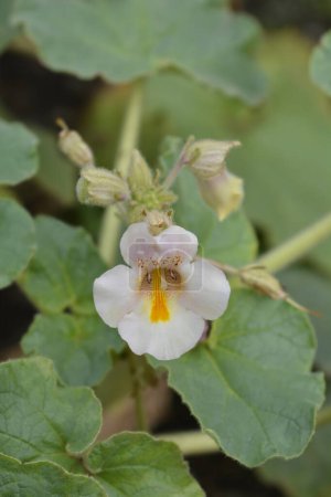 Téléchargez les photos : Fleur de griffe des diables communs - Nom latin - Proboscidea louisianica - en image libre de droit
