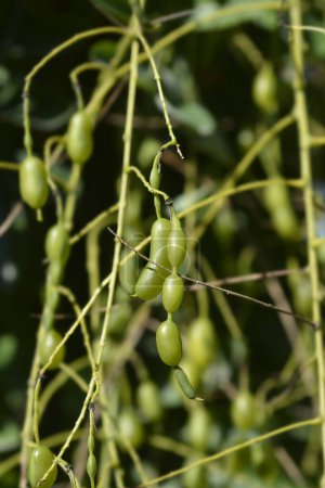 Weinende japanische Pagodenbaumfrucht - lateinischer Name - Sophora japonica pendula