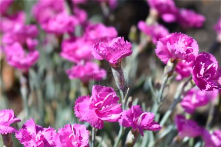Pink Warden Hybrid flowers - Latin name - Dianthus Warden Hybrid