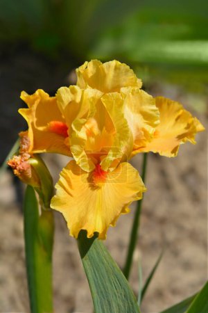 Intermediate bearded iris yellow flower - Latin name - Iris barbata-media Season Ticket
