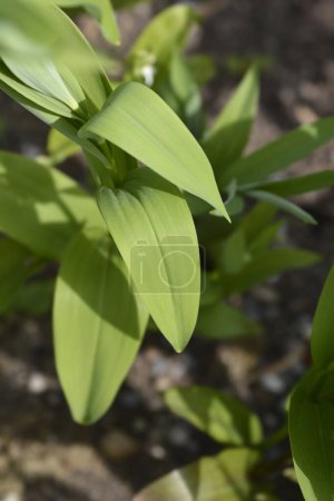 Star flowered lily of the valley leaves - Latin name - Maianthemum stellatum
