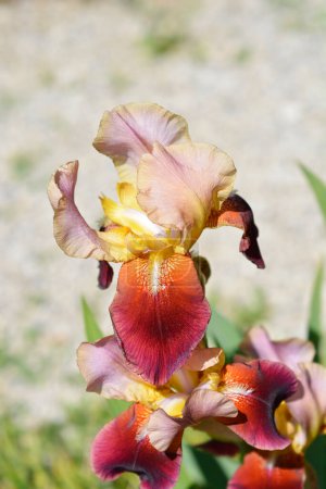 Tall bearded iris flowers - Latin name - Iris barbata elatior Olympic Star