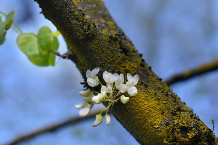 Weiße Judasblüten auf einem Zweig - lateinischer Name - Cercis siliquastrum Alba