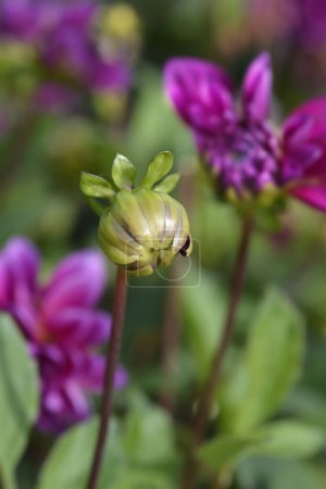 Pink Dahlia flower bud - Latin name - Dahlia hybrids