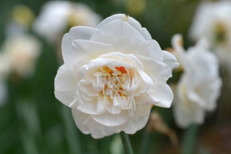 Flor de narciso doble - Nombre latino - Narciso Flor deriva