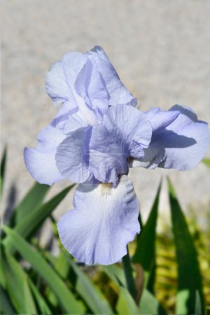Tall bearded iris flower- Latin name - Iris barbata elatior Jane Phillips