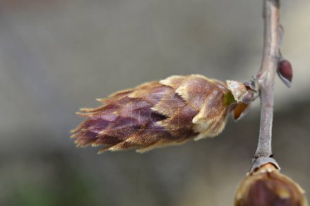 Silky wisteria flower buds - Latin name - Wisteria brachybotrys Showa-Beni