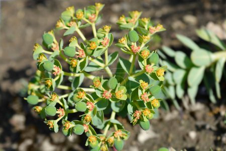 Myrte Wolfsmilchfrucht - lateinischer Name - Euphorbia myrsinites