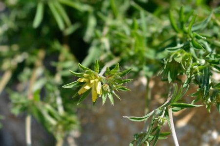Gemeine Wicken-Blüten - lateinischer Name - Anthyllis vulneraria