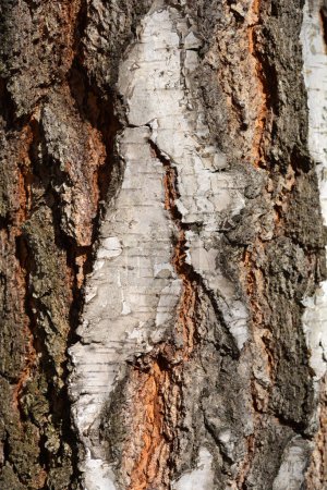Common birch bark detail - Latin name - Betula pendula