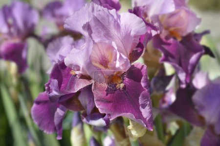 Tall bearded iris flowers - Latin name - Iris barbata elatior Camelot Rose